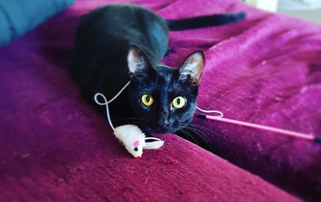 Black cat playing with mouse toy